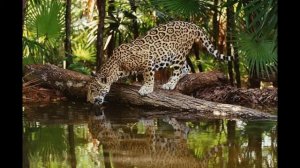 «Panthers and Leopards Irbis» слайд шоу из фото.
