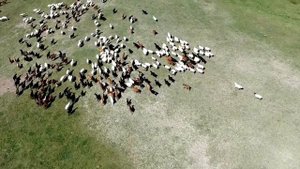 Как монгольская воительница Хутулун выбирала мужа