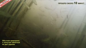 Прикормка с ШИПУЧИМИ ТАБЛЕТКАМИ. Что, зачем, почему. Подводный БАТЛ!
