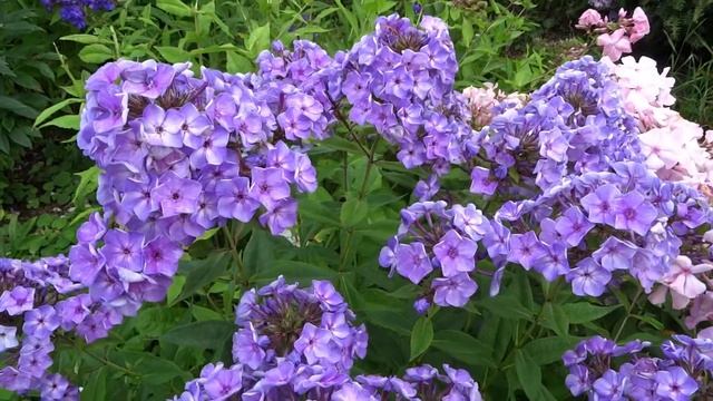 Флокс КАПЕЛЬКА - обзор, описание, цветение, отзыв. смотреть онлайн