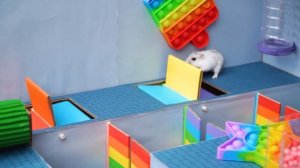 Hamster Adventures In Rainbow Friends Maze In Real Life [OBSTACLE COURSE] #2