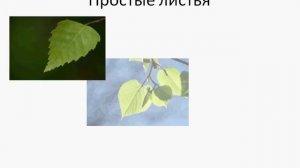 Строение и разнообразие листьев