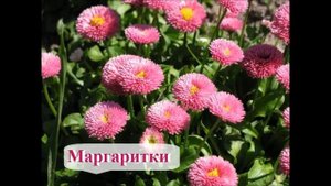 Эти многолетники сажают в миксбордеры в Сибири и на Урале