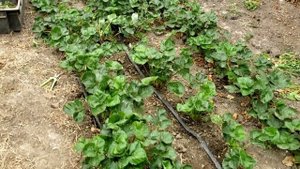 Клубника Купчиха. Зачистка кустов.