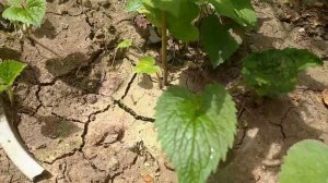 Точечный колокольчик.