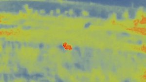 Guide TD210, заяц 50 метров