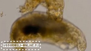 Процесс спаривание водяных медведей ?♂️???