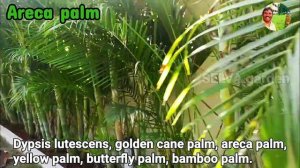 Dypsis Lutescens//Golden Cane Palm//Areca Palm//Yellow Palm//Butterfly Palm/Bamboo Palm/Selva Grden