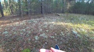 Зеленушки и серые рядовки в сосновом бору.5 окт 2019(1)Пермь.