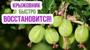 Как правильно ухаживать за крыжовником осенью? Эти 5 этапов надежно подготовят крыжовник к зимовке