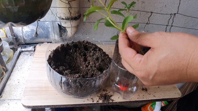 STEVIA: THE SUGAR PLANT (with ENG sub) смотреть онлайн