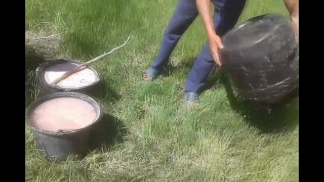 Первая подкормка нитроаммофоской Дыни кредо