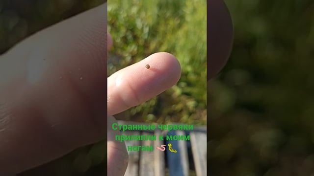 Странный червь, или червяк на пальце танцует😯 смотреть онлайн