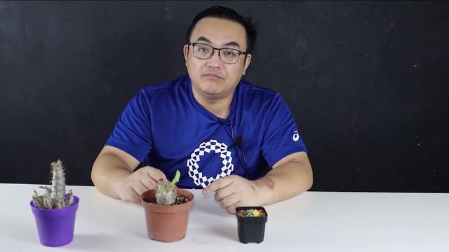 Danny 教種花#圓盤玉屬# Discocactus#Pachypodium cactipes #常綠瓶幹棒槌#凱蒂棒槌#蓮座棒槌/凱蒂棒槌#藤原浩#塊根#象牙宮#仙人掌#多肉植物 смотреть онлайн