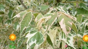 Клен ясенелистный Вариегата. Краткий обзор, описание характеристик acer negundo Variegata