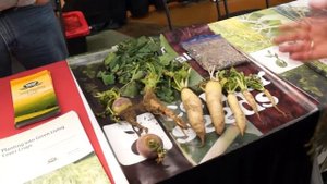 Редька дайкон и другие покровные культуры