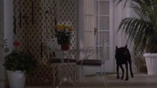 Dobermans In Movie -- 14 -- Доберманы в кино