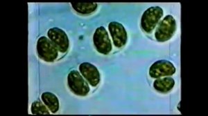 Пресноводные водоросли