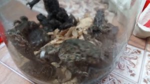 Улов жаб (лягушек) из погреба #1 ?