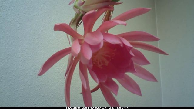 Large pink epiphyllum is blooming-2014-04-16 смотреть онлайн