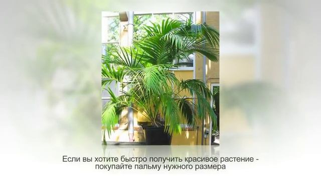 ПАЛЬМЫ в горшке. Какую ПАЛЬМУ завести