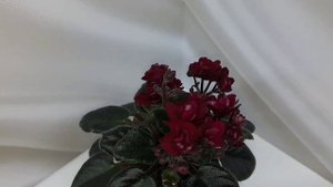 Обзорчики сортов! Фиалки НОВИНКИ мини и полумини! 12.11.2023г.