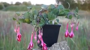 Фуксия сорт Remembering Claire