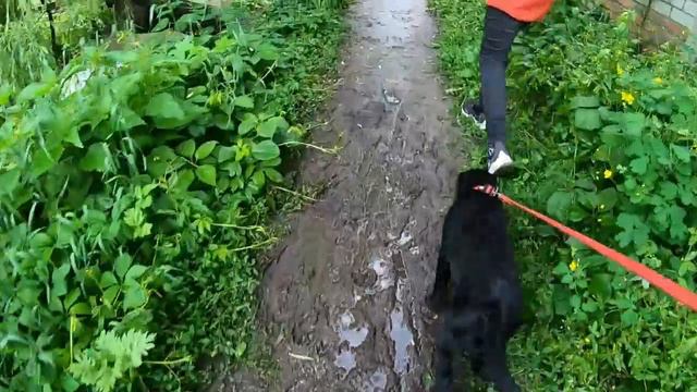 Лабрадор Цезарь гуляет после дождя приучение щенка к поводку лабрадор лабрадорретривер blackdog