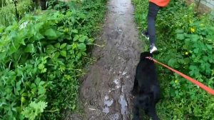 Лабрадор Цезарь гуляет после дождя, приучение щенка к поводку #лабрадор #лабрадорретривер #blackdog