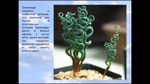 Трахиандра