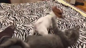 Джек Рассел дерётся с котом