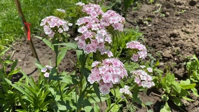 |НАШИТЕ ЦВЕТЯ| Топ карамфил / Железница - бял цвят с розово смотреть онлайн