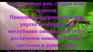 полезные свойства подорожника