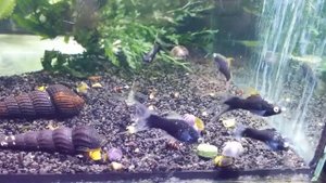 Меченосец чёрный вуалевый (Xiphophorus helleri veiltail)