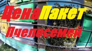 Цены пакетов,семей пчел.И всё таки это был рой.Состояние тестируемых пчелиных семей.