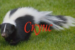 Скунс