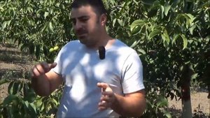 Потенциал молдавских сортов грецкого  ореха на примере сада Дмитрия Коноваля (Agro Nuts)