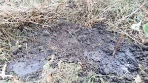 Осенняя посадка многолетников.