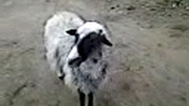 В мальте быыли обкуренные,угарали над козами)) смотреть онлайн