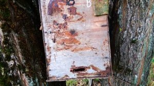 Можно ли пчёлам оставлять перговые рамки в зиму? И какие можно? Всё наглядно.