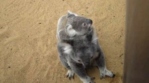 AUSTRALIA: такие чудные коалы!