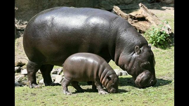 Толкование сновидений. Бегемот смотреть онлайн