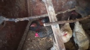 ПОНИЖАЕМ ВЛАЖНОСТЬ В КУРЯТНИКЕ