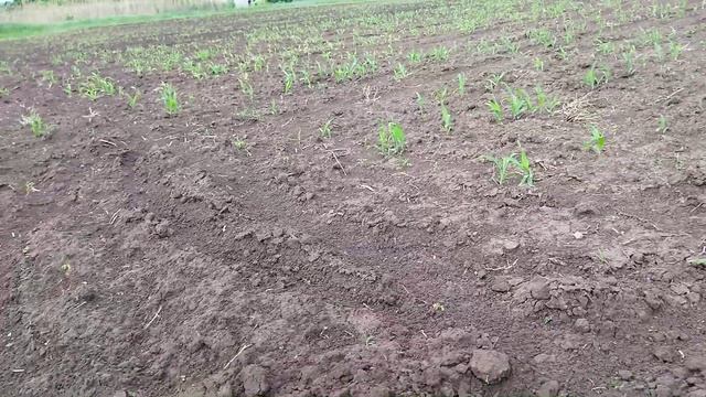 Кукуруза после обработки Мастер Пауэр смотреть онлайн