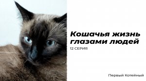 Кошачья жизнь глазами людей — 12 СЕРИЯ
