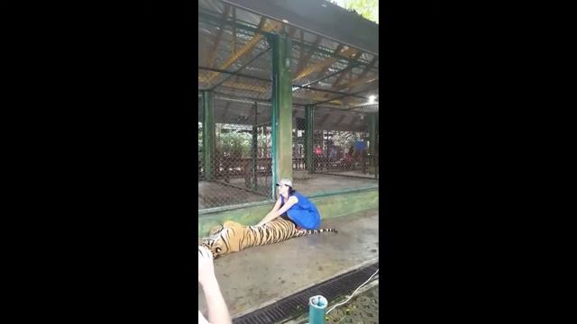 Тигр избивает девушку хвостом.a tiger beats a girl with a tail. 一只老虎用尾巴打败了一个女孩