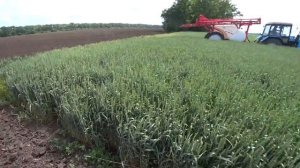 Сделали ВСЁ что в наших Силах / Обработка Озимой Пшеницы на Качество