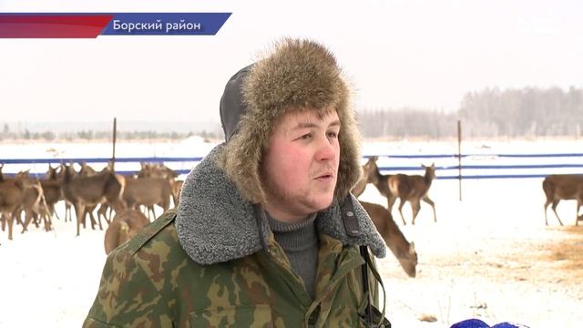Впервые в Нижегородской области начали разводить благородных оленей