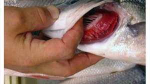 Как дышит рыба под водой