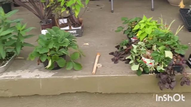 Flowerbed Update | ONLY SUPERTUNIAS In My Garden From Now On! 😊 | July Garden Tour смотреть онлайн